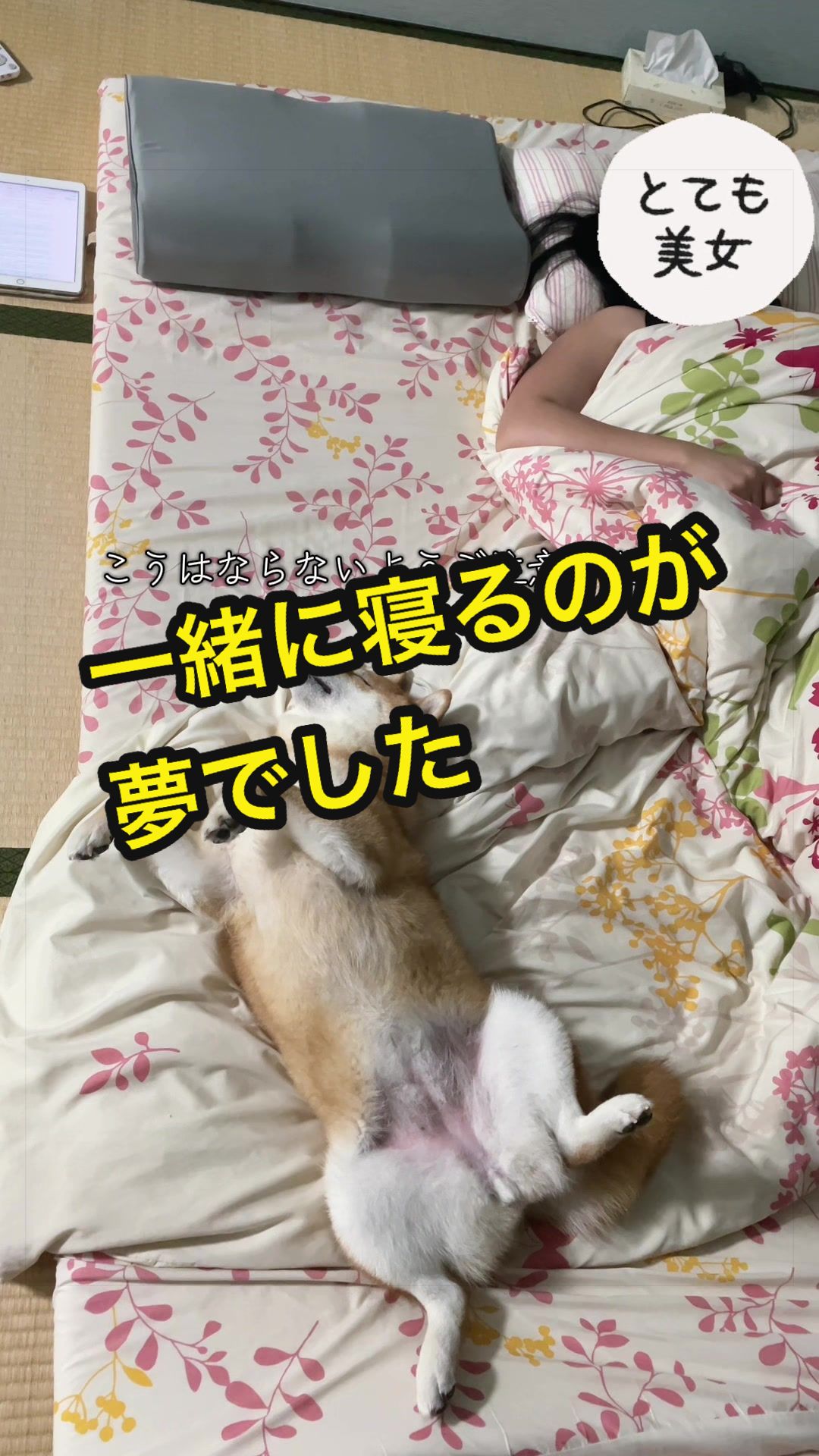 @特に柴犬が好きな人
