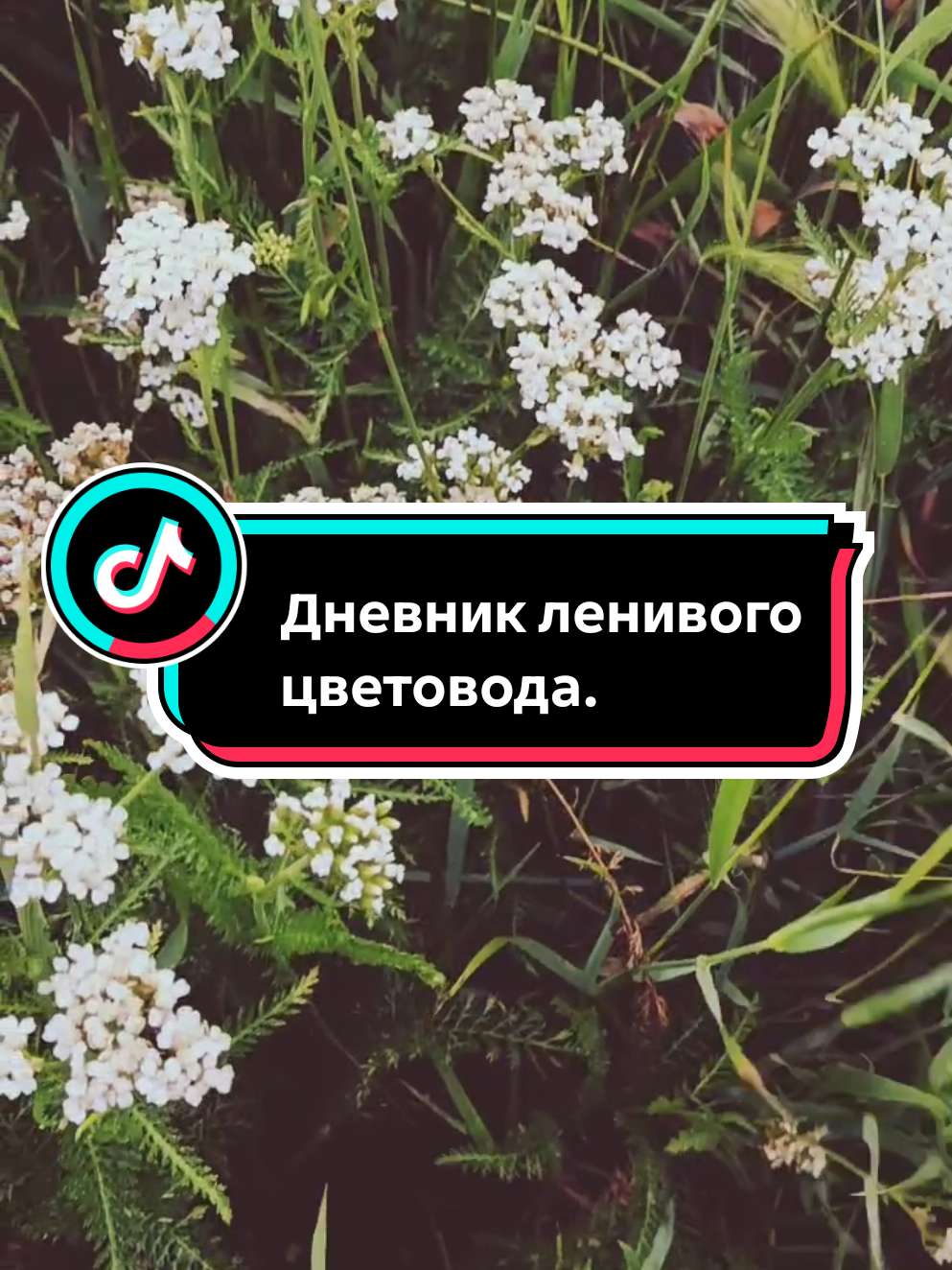 @Ромик Цветовод