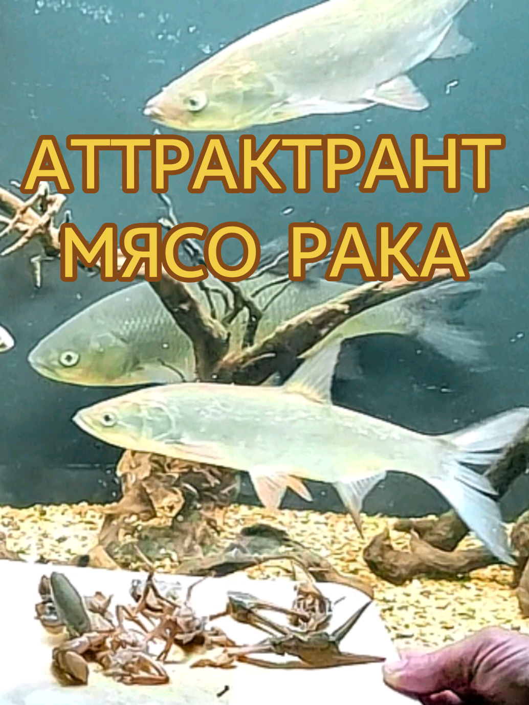 @Судак в Аквариуме