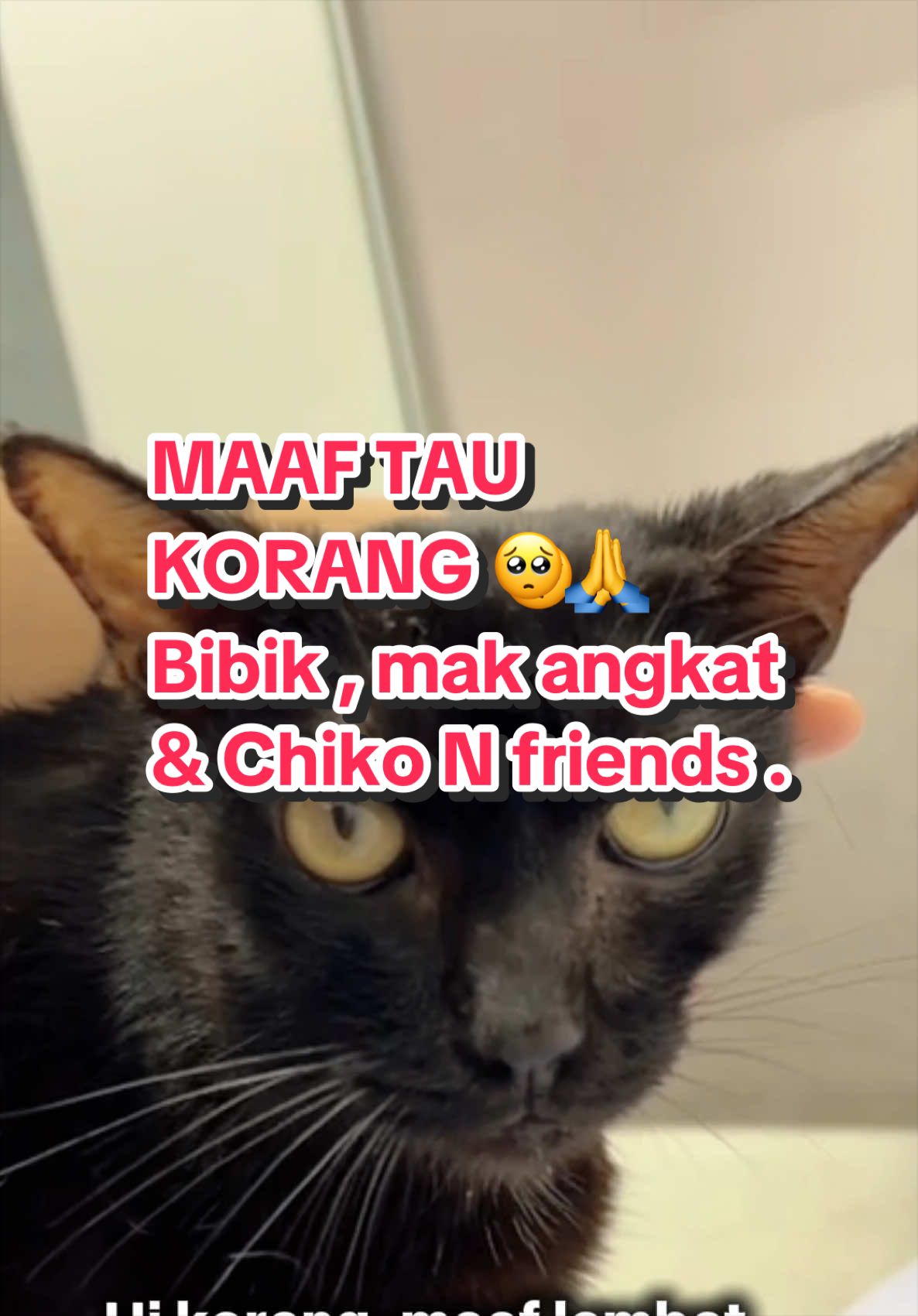 @Chiko & Friends