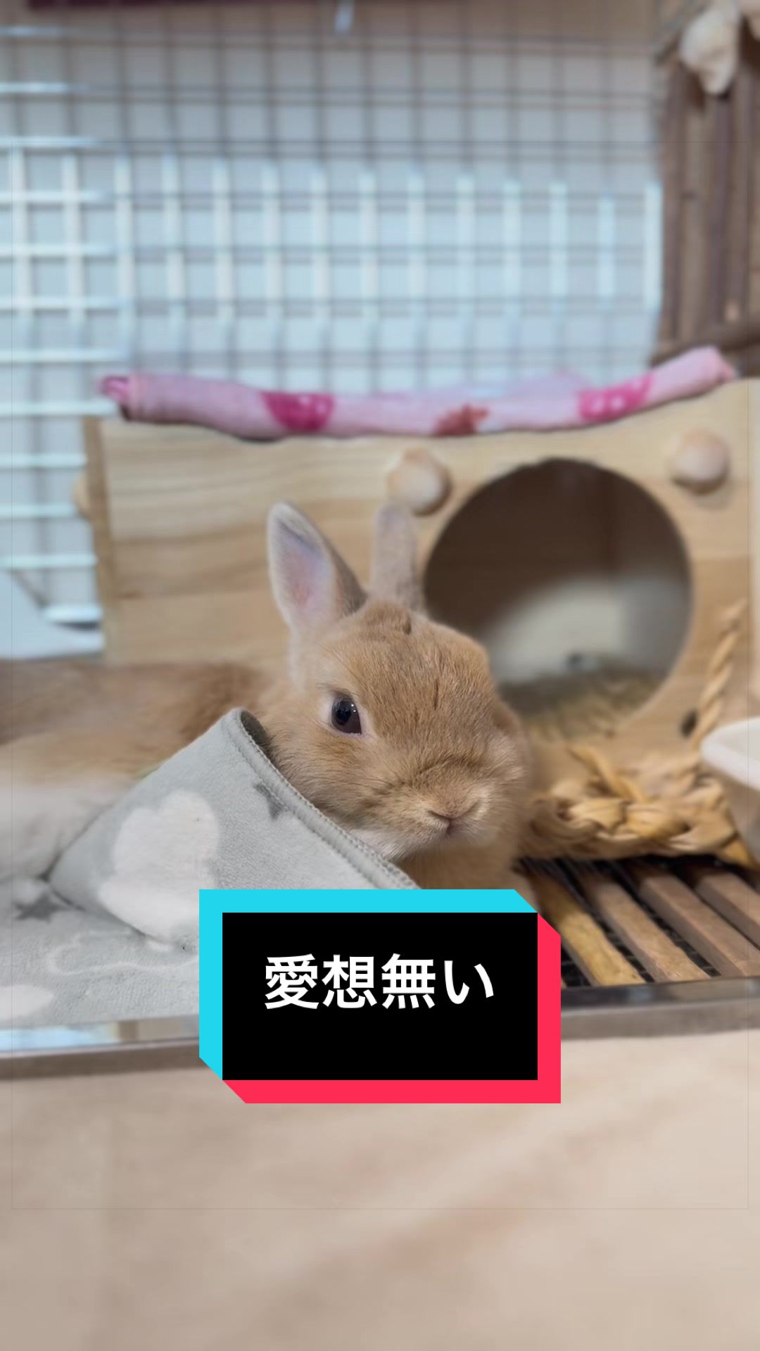 @うさぎのもちまる