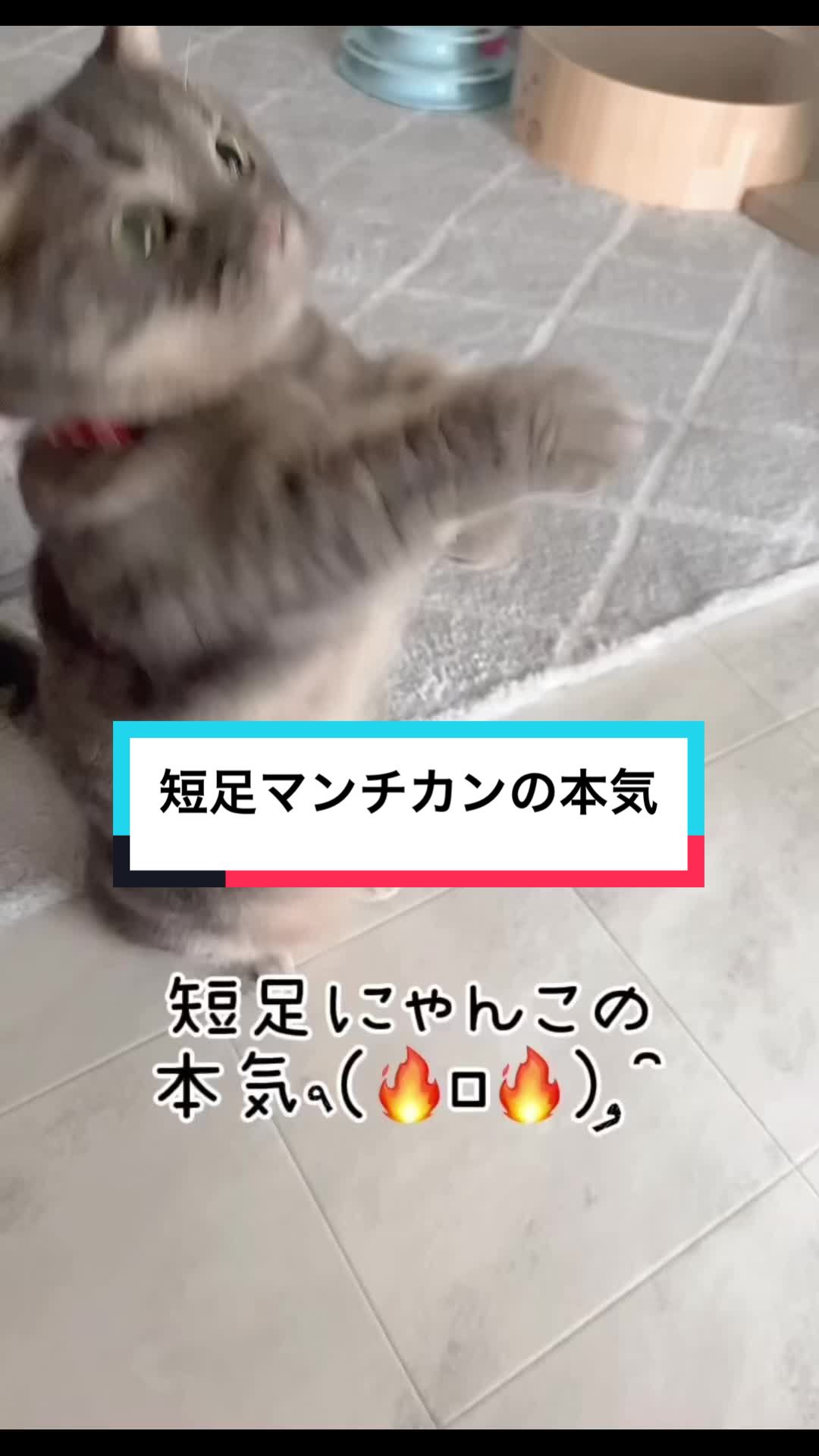 @ふたばꕤ︎︎