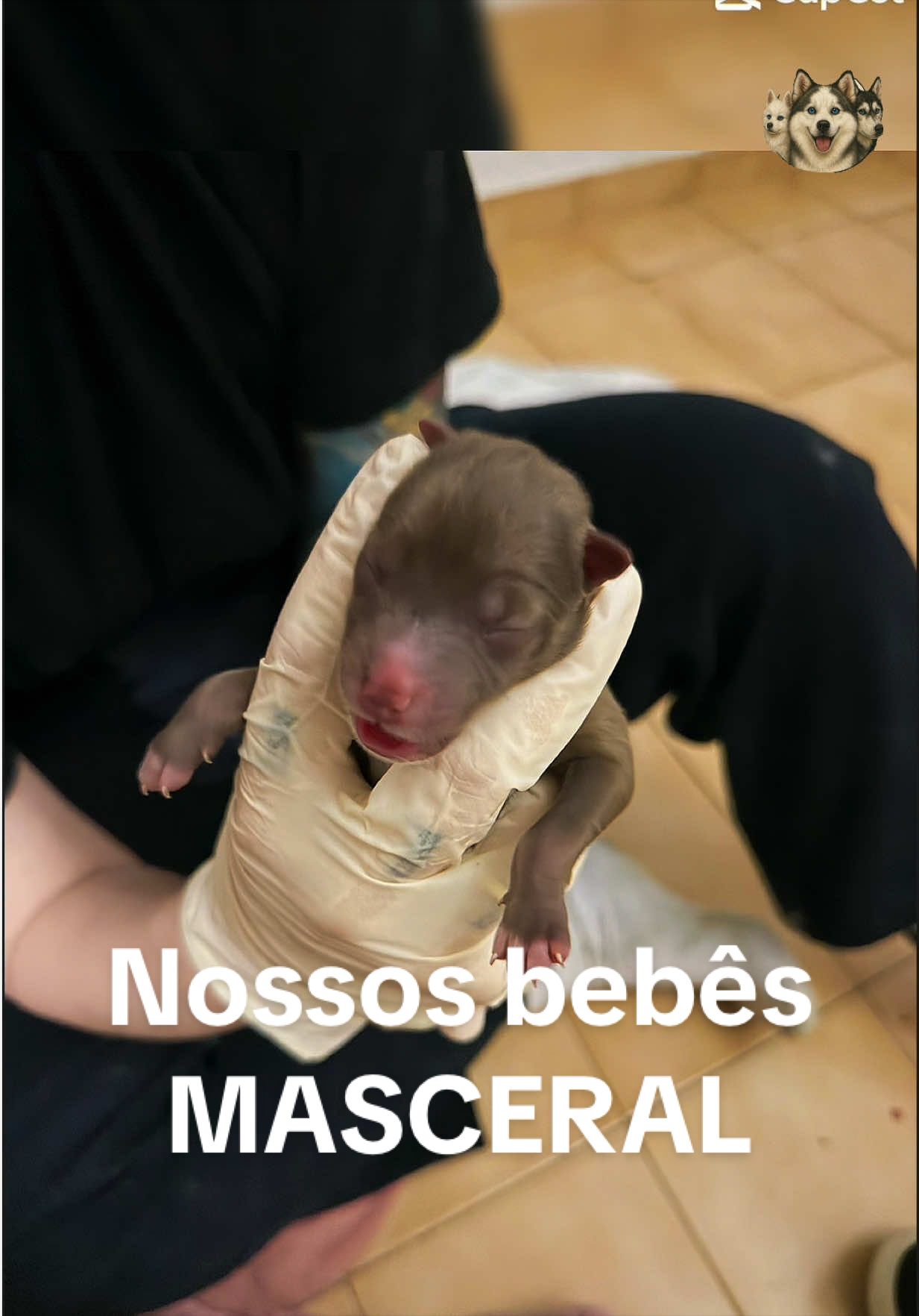 @Brazilian Pomsky