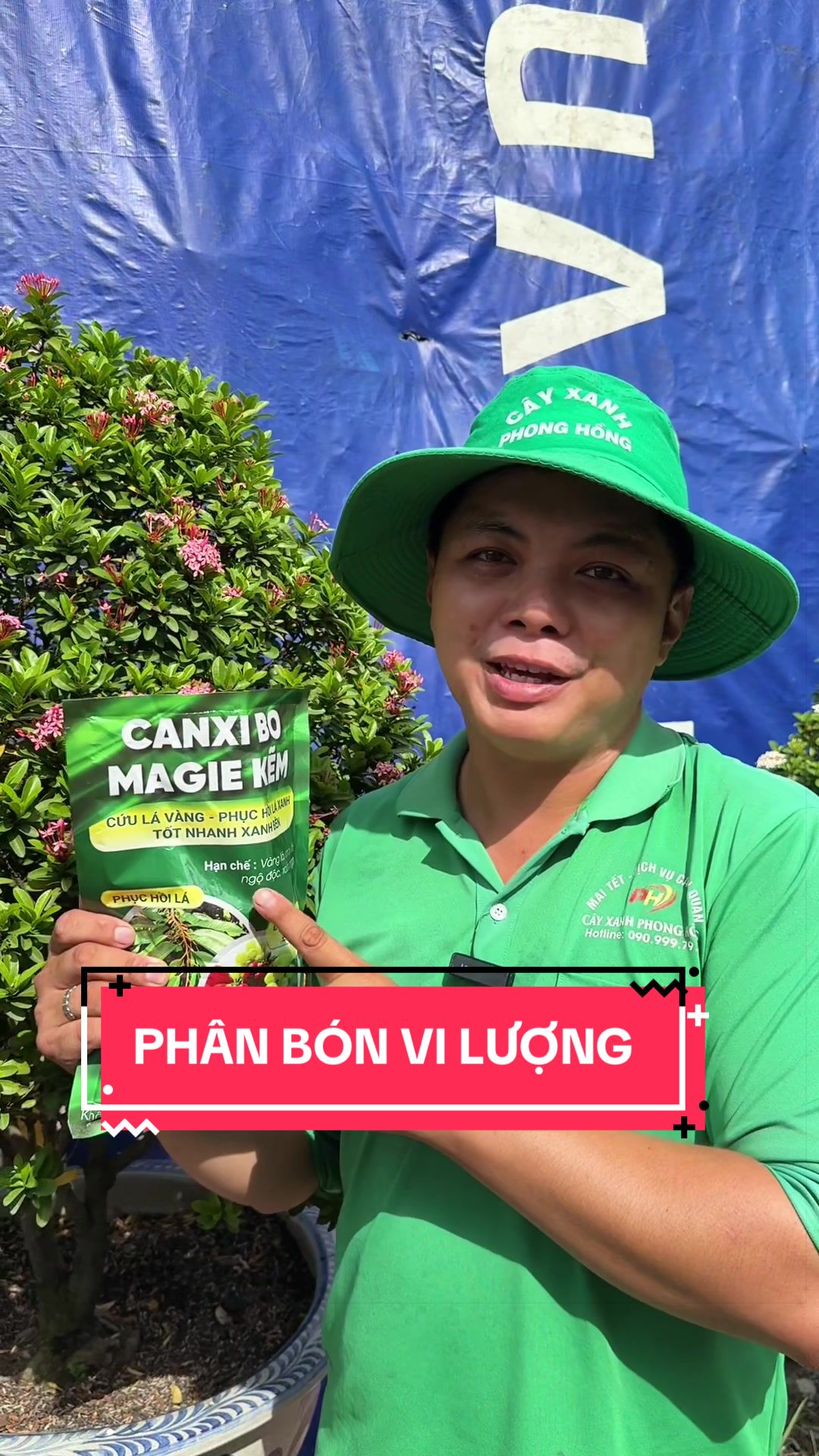 @C&acirc;y Xanh Phong Hồng
