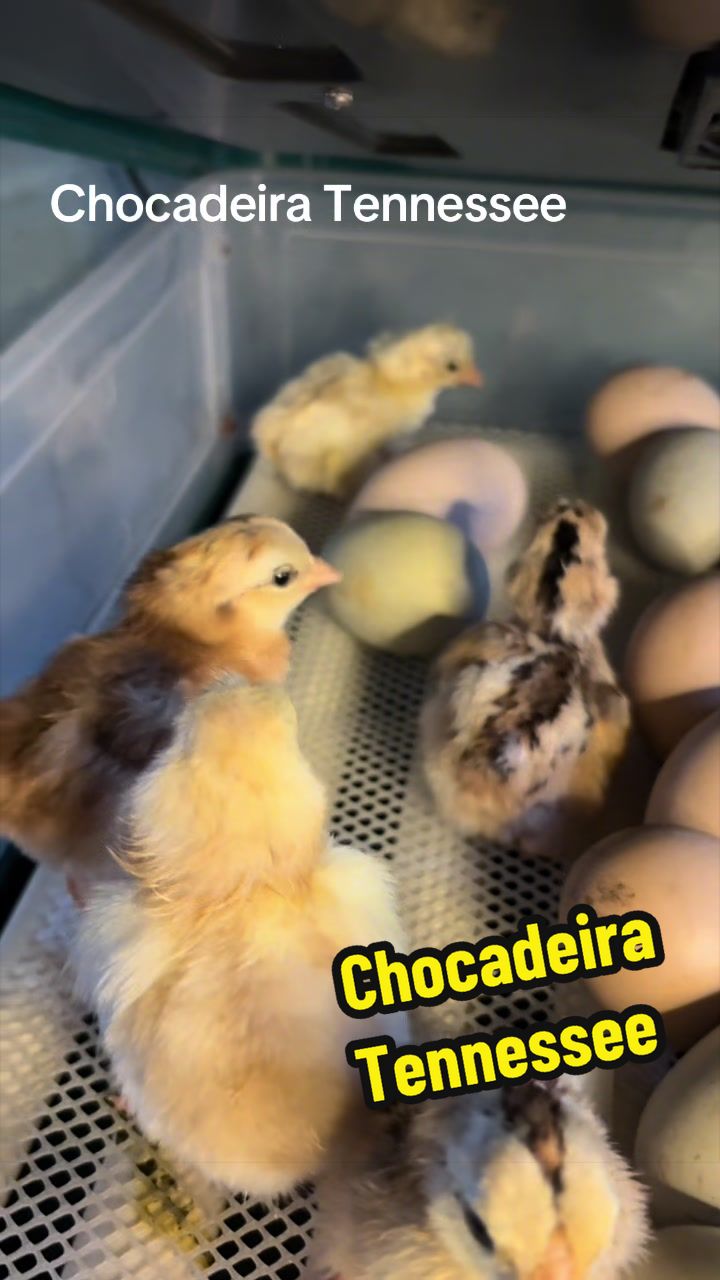 @Silvana Franco /vida na roça