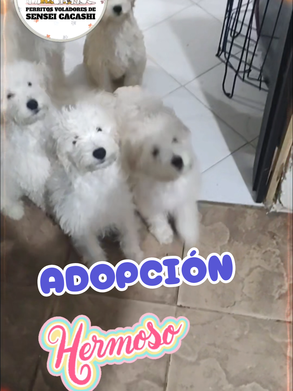 @Perritos Voladores