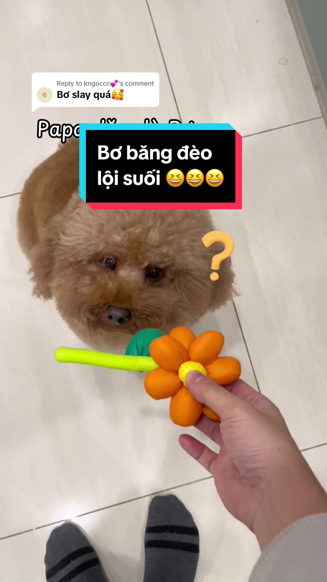 @Gia Đình AvocaBo