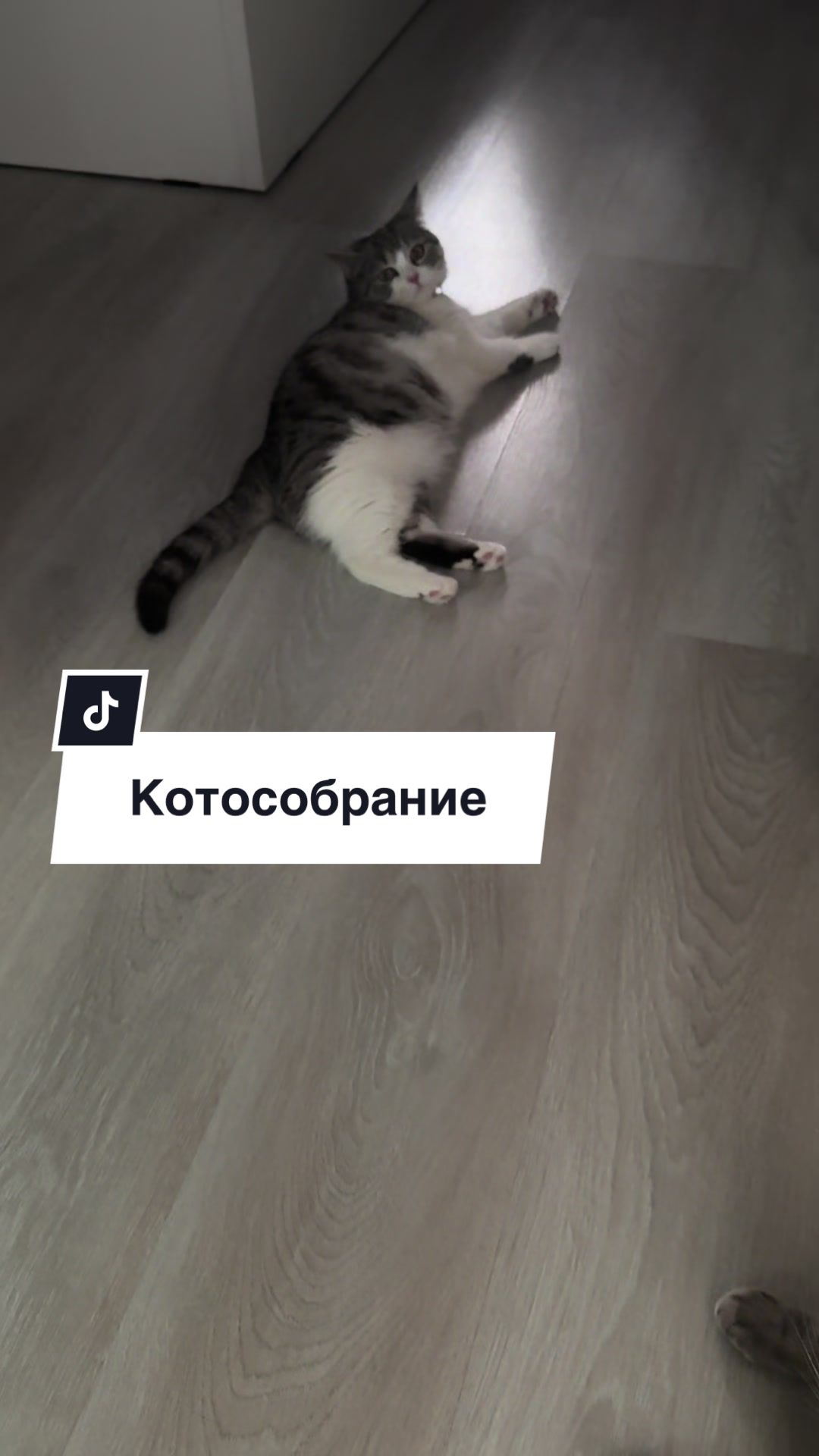 @Культ пушистого равновесия
