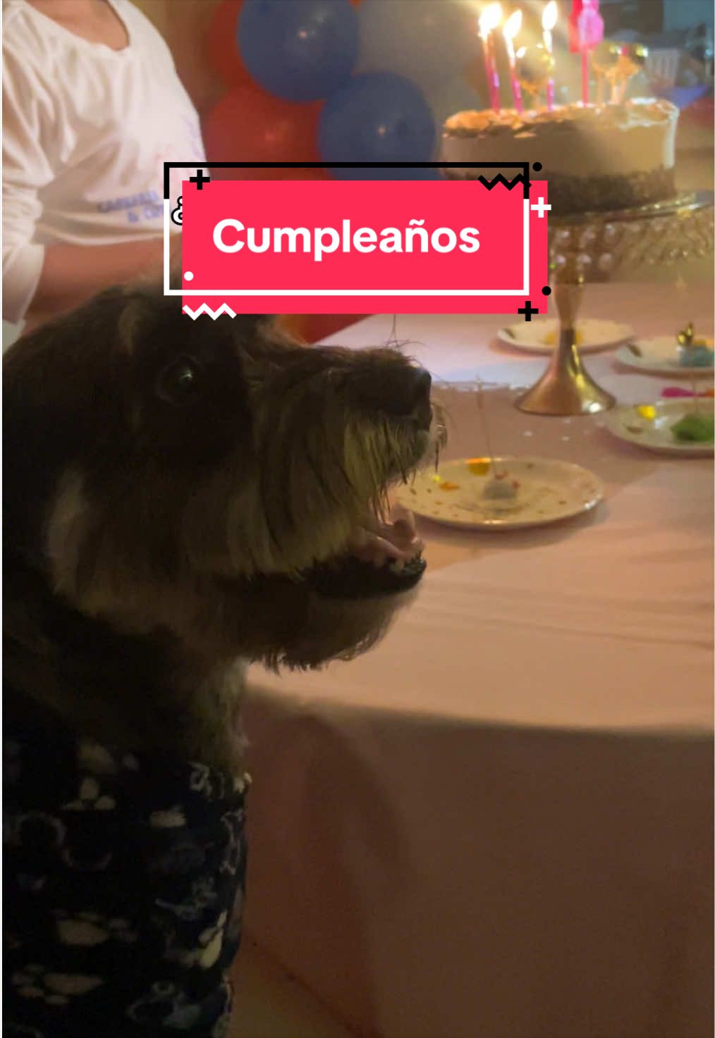 @lukah_schnauzer