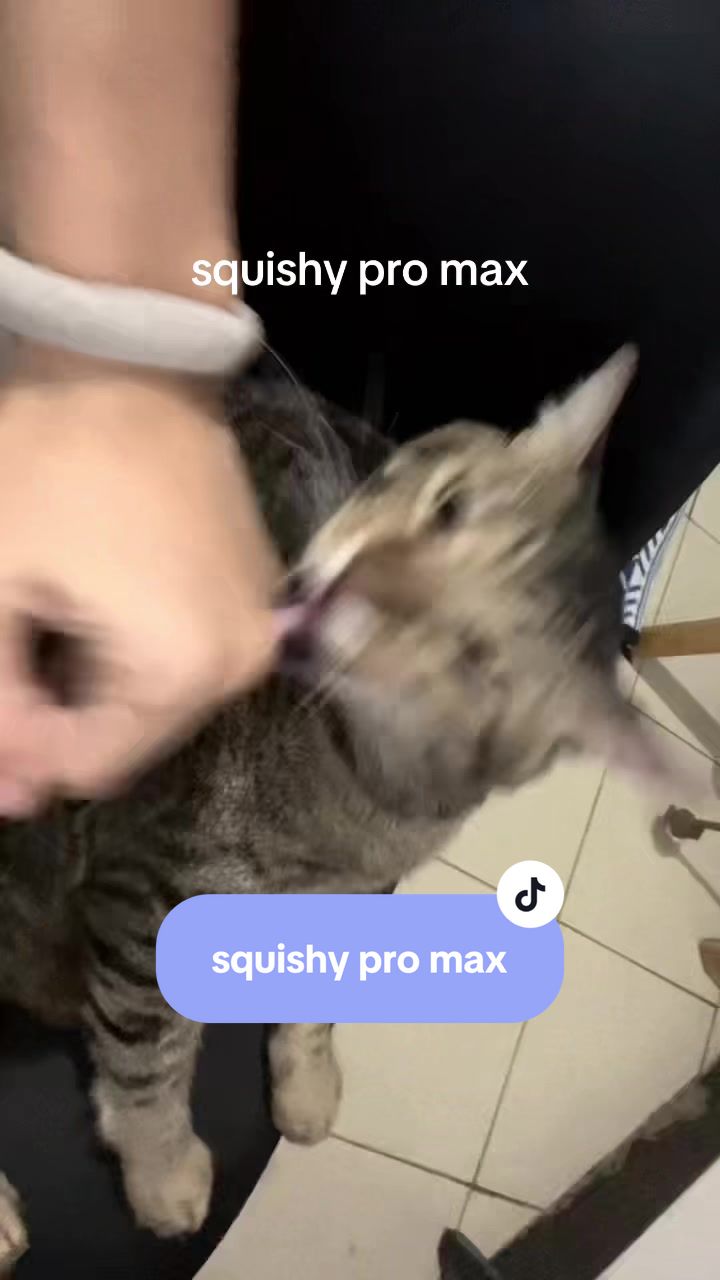 @17meows