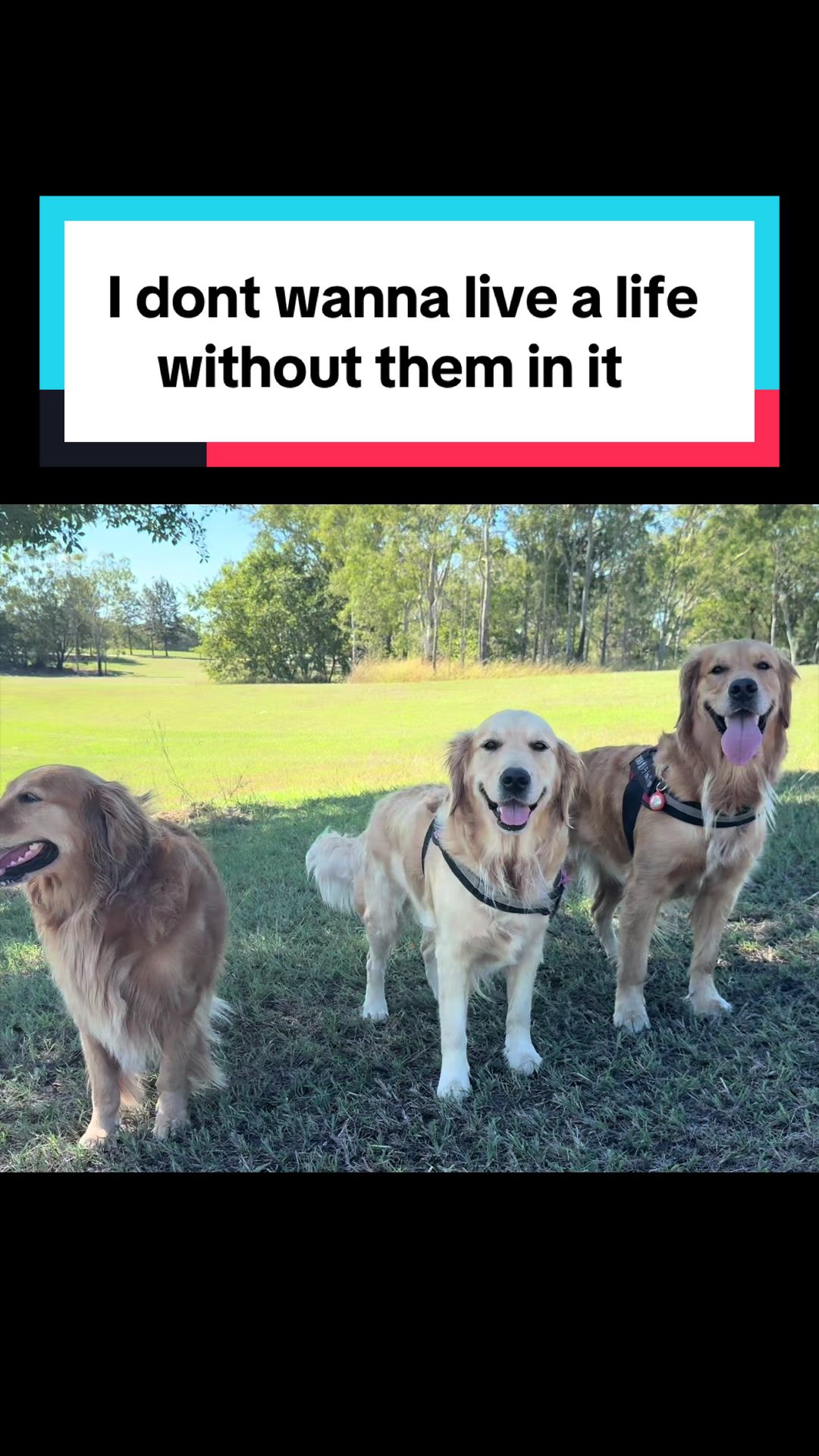 @3goldenretriever