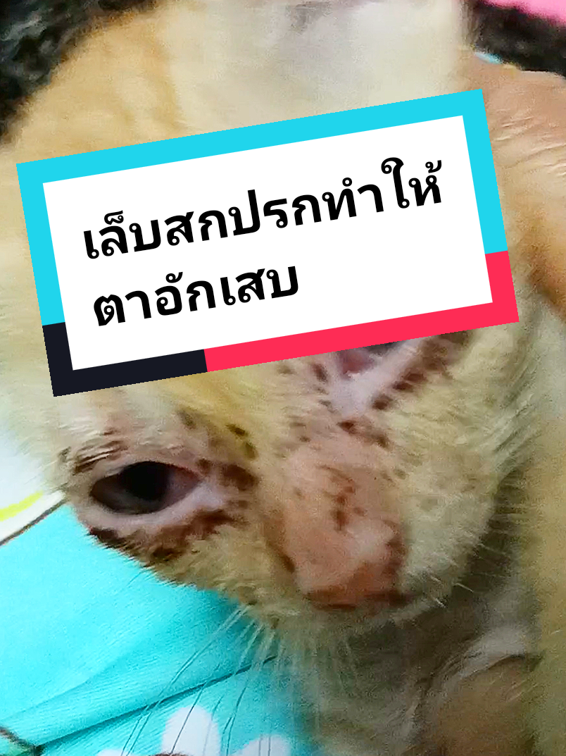 @ยุนอาร์ทาสแมว