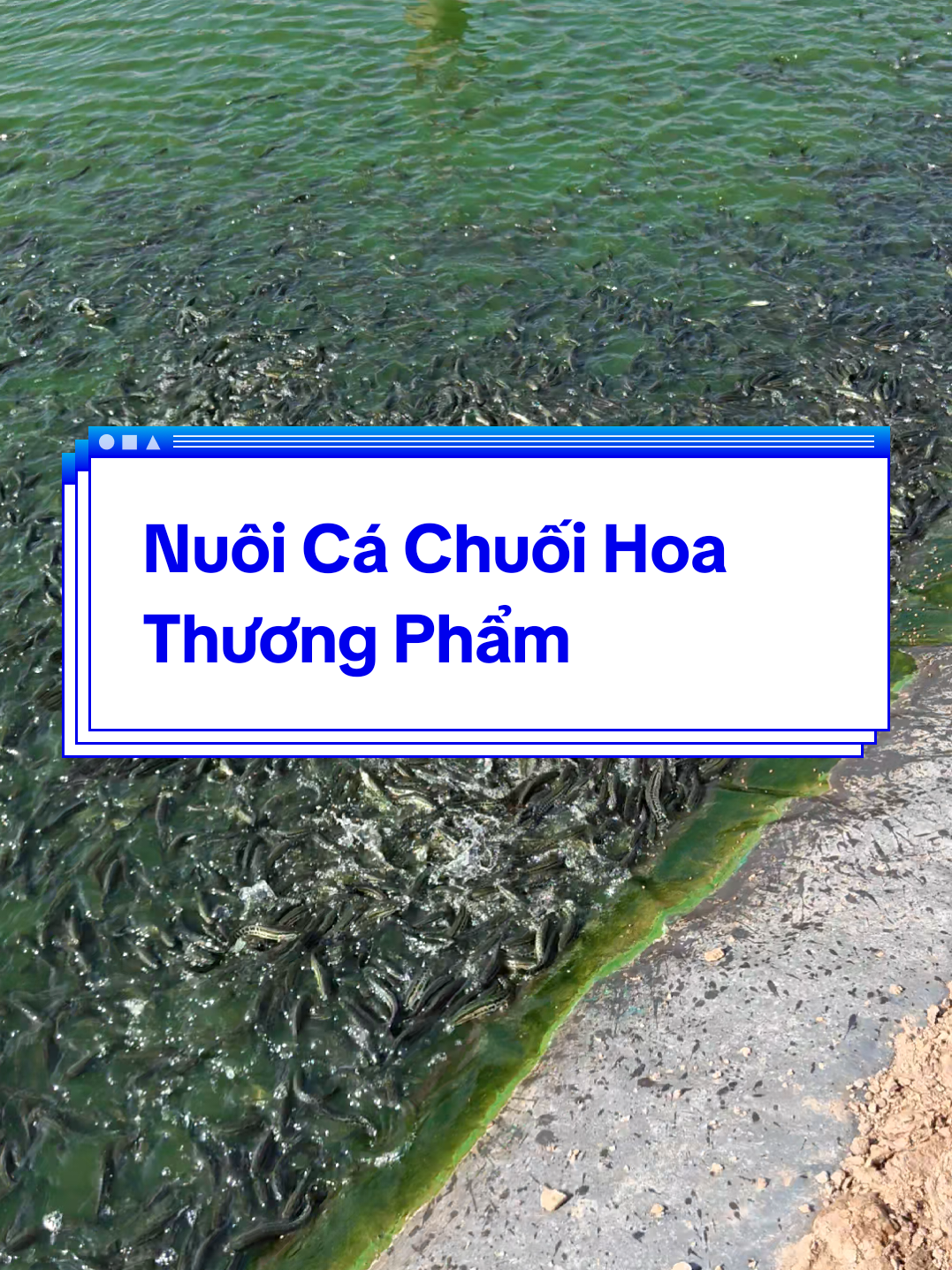 @Cá Chuối Hoa