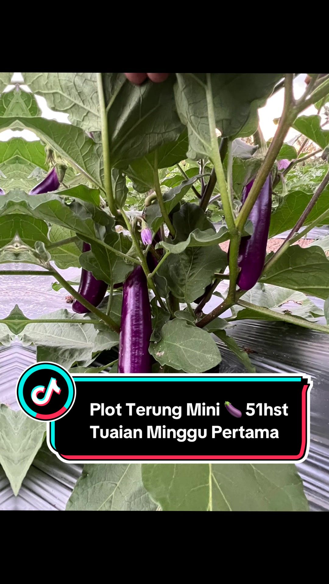 @Khairul Azwan | Petani Muda