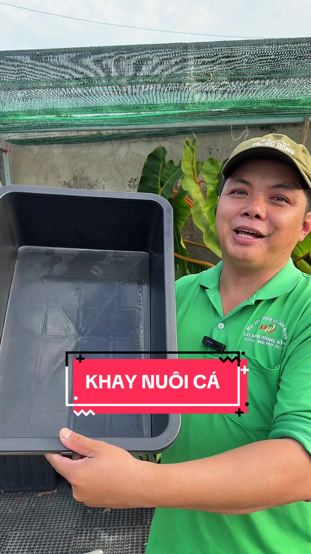@Cây Xanh Phong Hồng