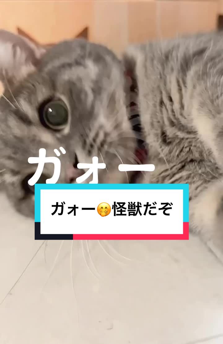 @ふたばꕤ︎︎