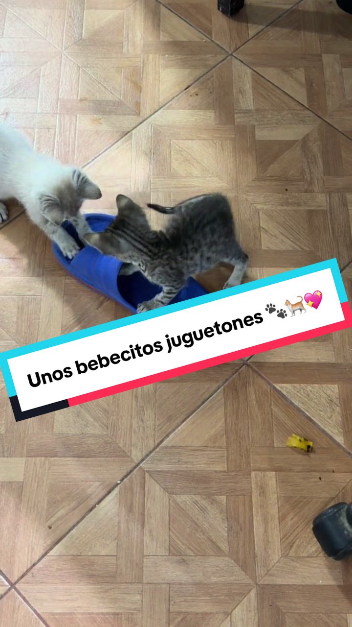 @Pugs en acción 🐶