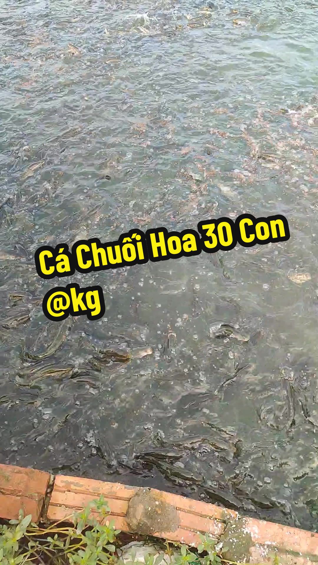 @Cá Chuối Hoa