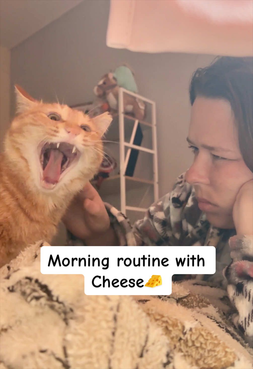 @MyStrayCheese