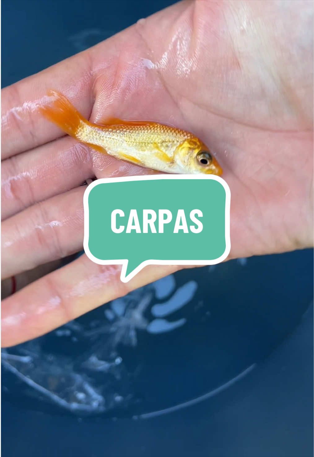 @diogopescarias