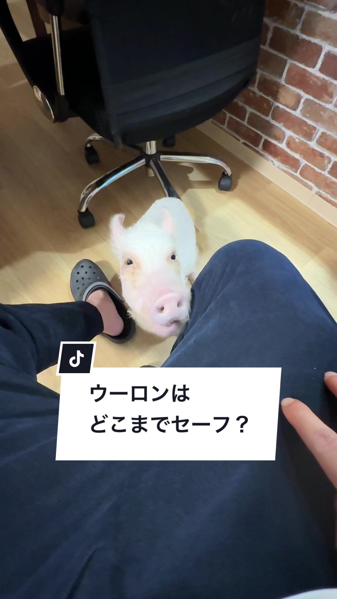 @めんべぇ家🐽💢