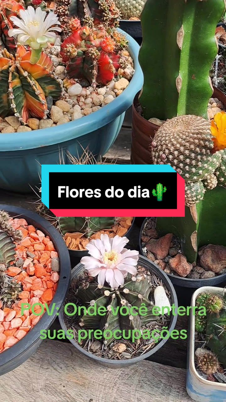 @Val Brito🌻✍️