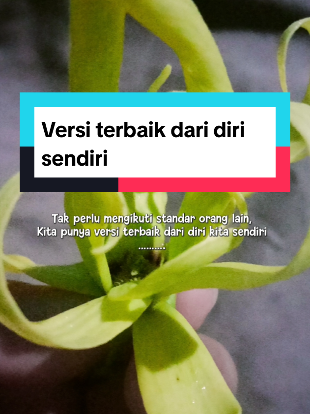 @Anita OlShop