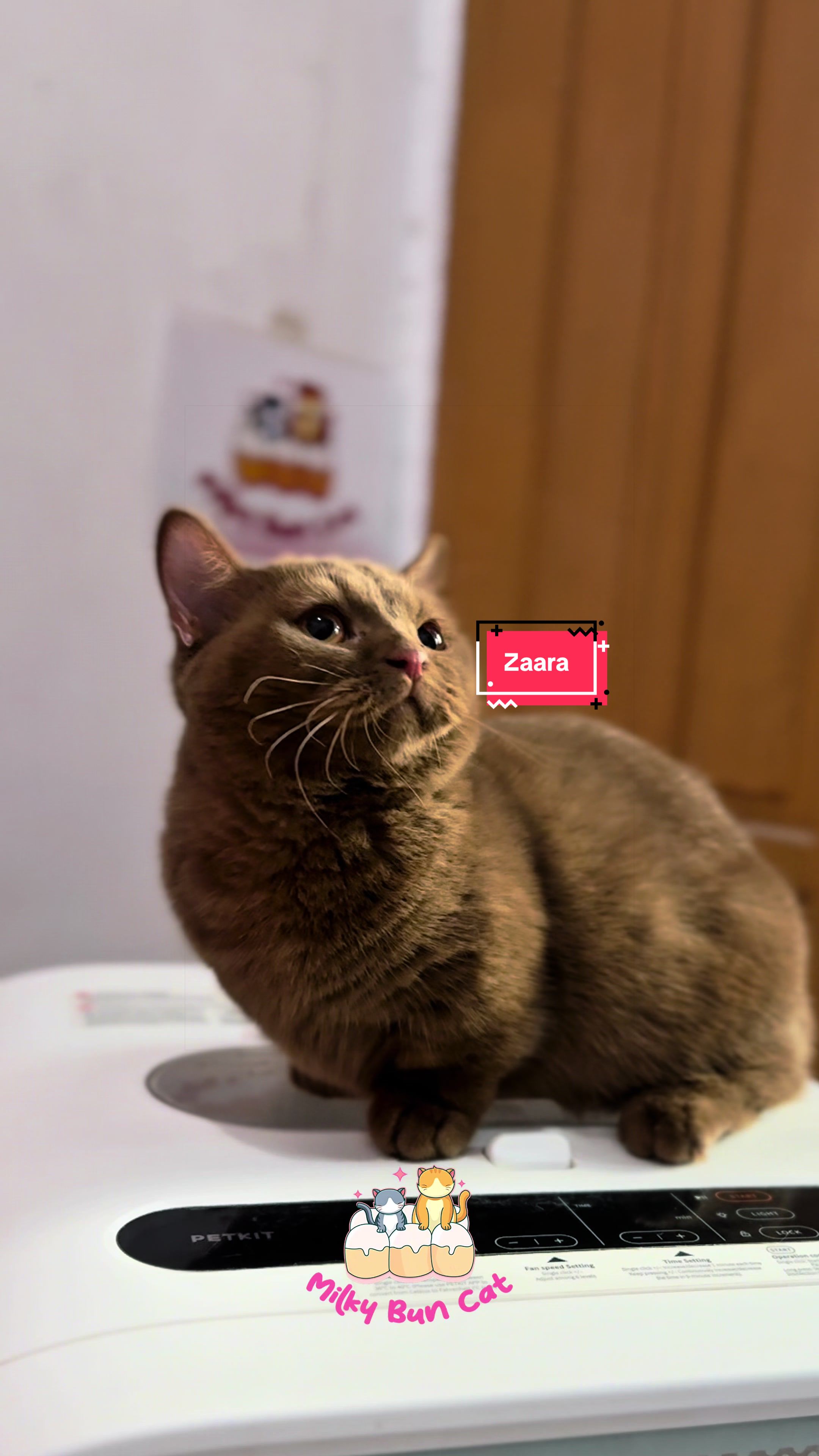 @milky bun cat