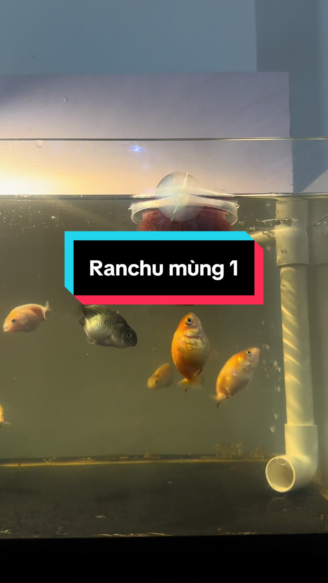 @Ranchu Sakana House 🐠