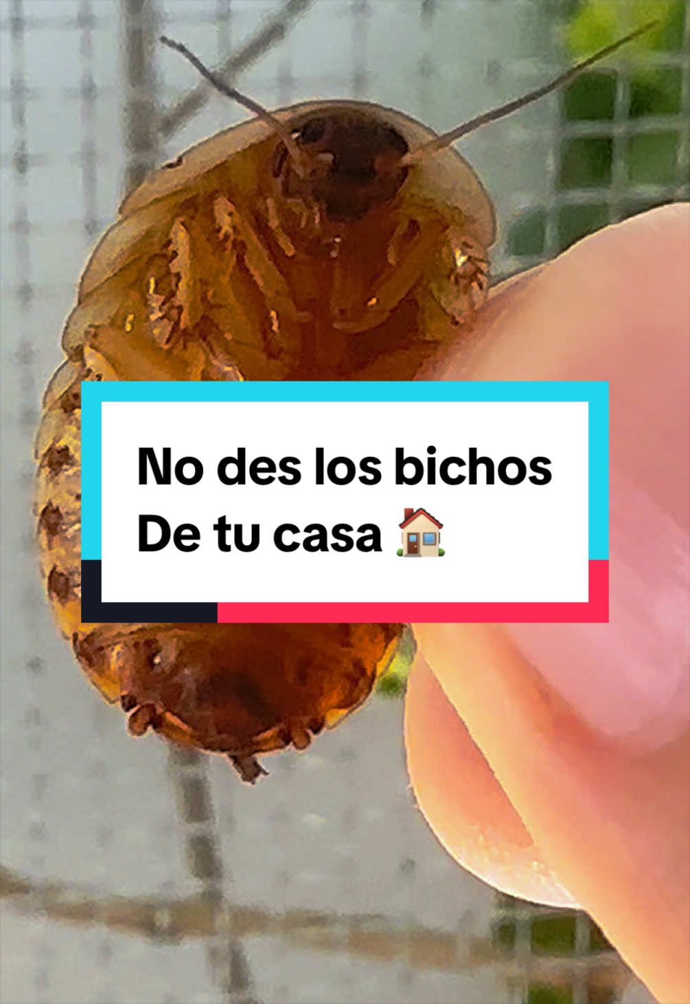 @ReptilMania