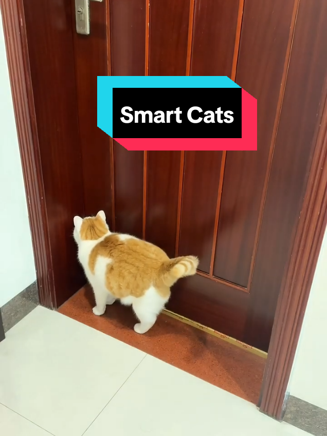 @MeowMagic