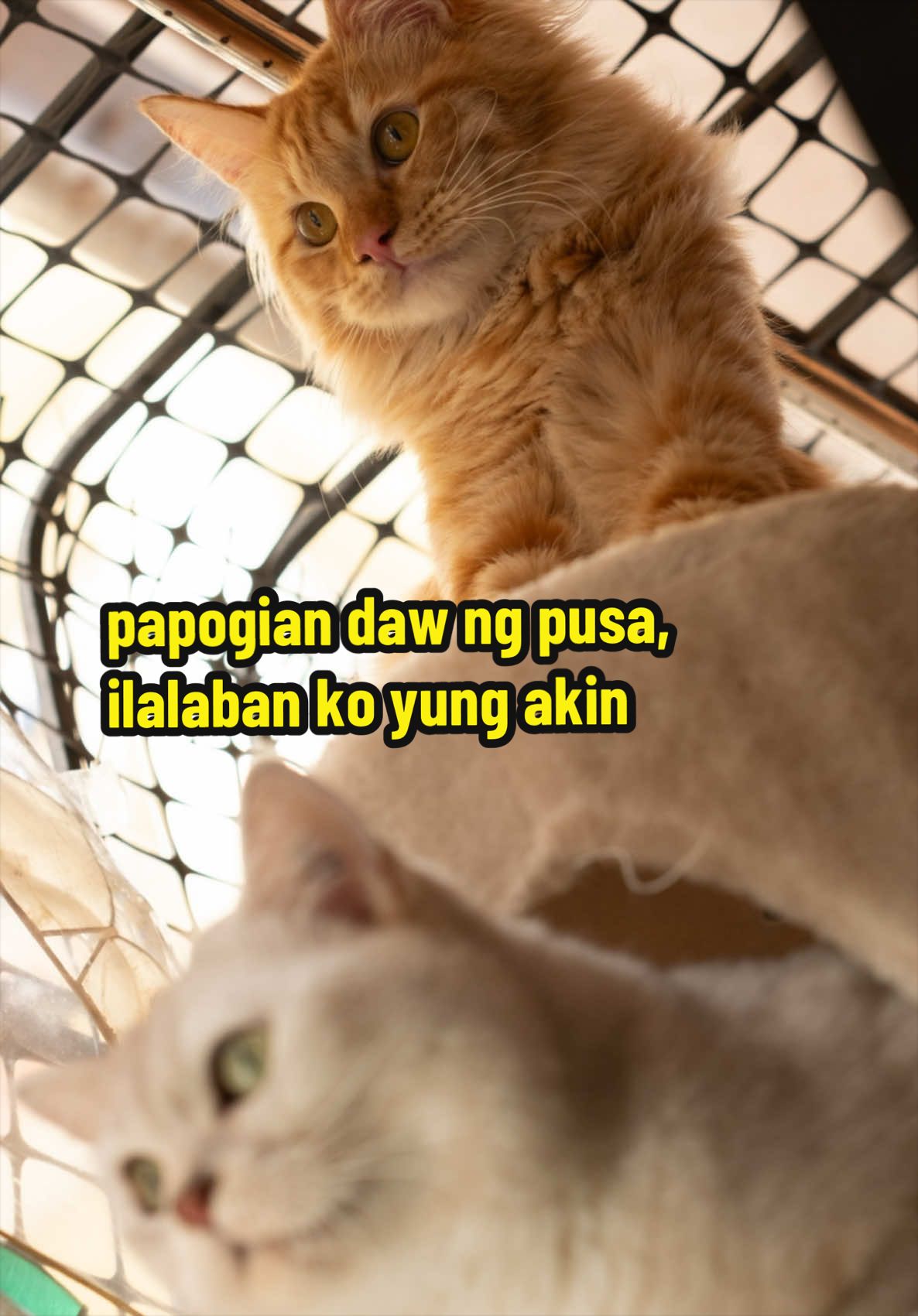 @Jean Quimpo