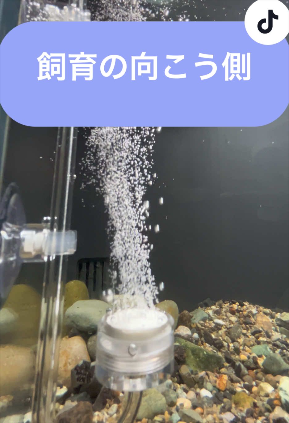 @マニアフィッシング