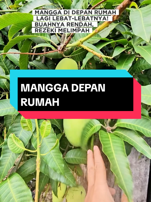 @Mr JARNAWI
