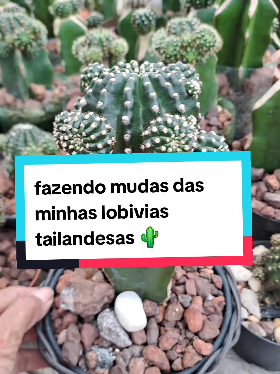 @Cactos & Poesia🌵🤍✍️🏽