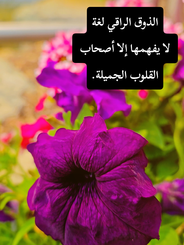 @🍃🌸Tahani Khafas🌸🍃