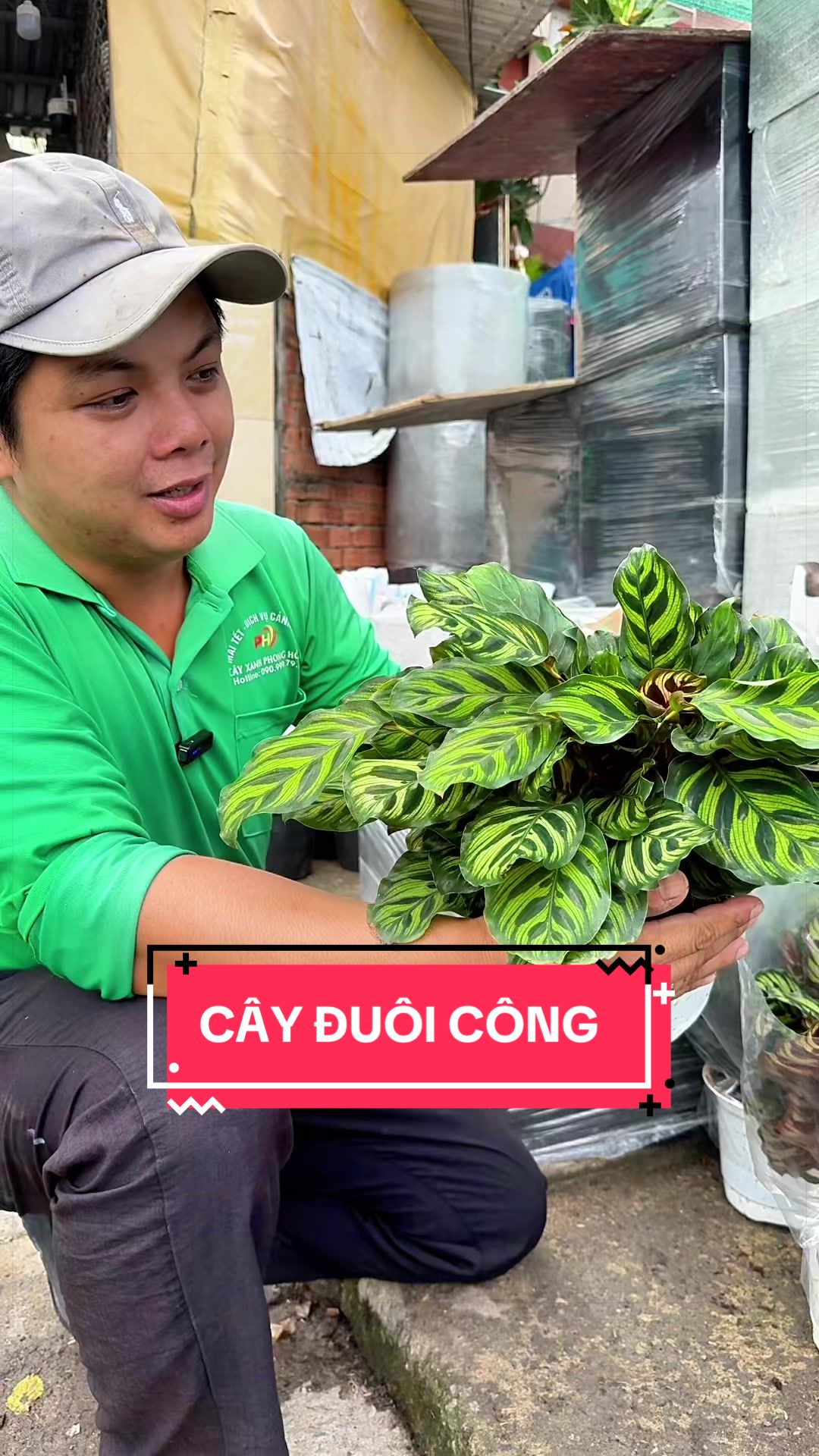 @Cây Xanh Phong Hồng