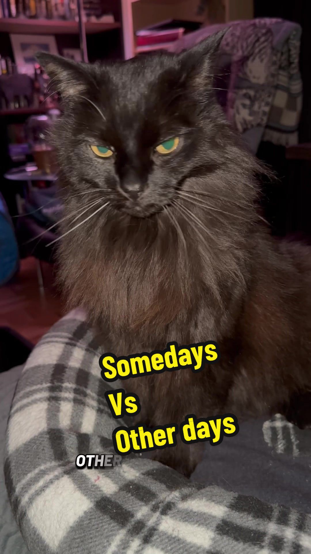 @Sir FluffyButt,the cat🇨🇦🇺🇦