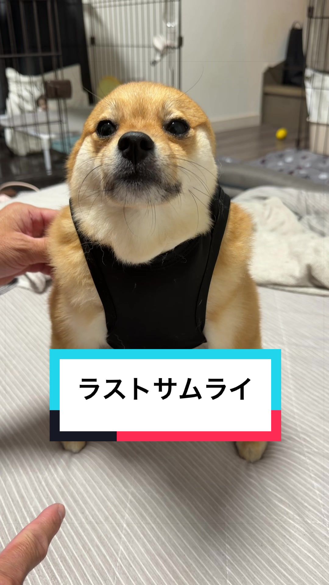 @🐶とん&ぺっぺこぺー🦊