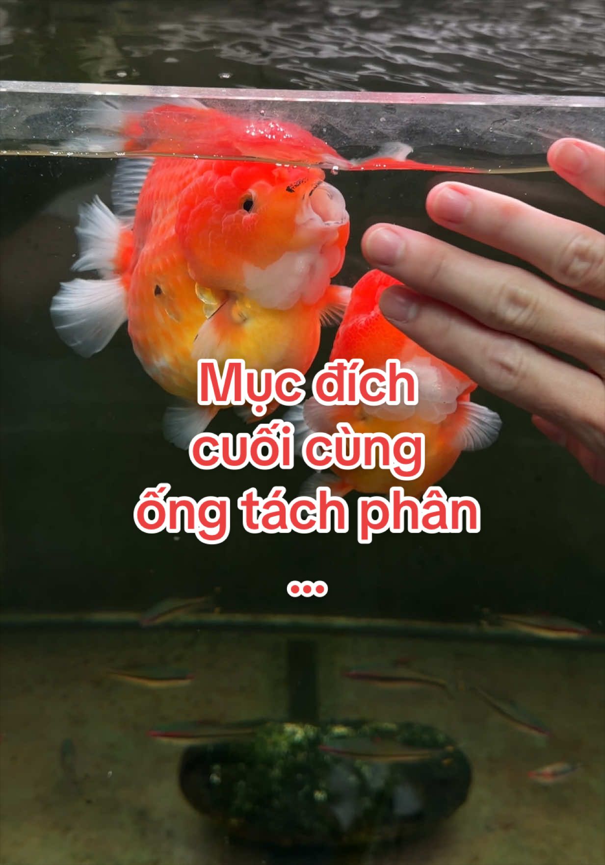 @Simple Tank