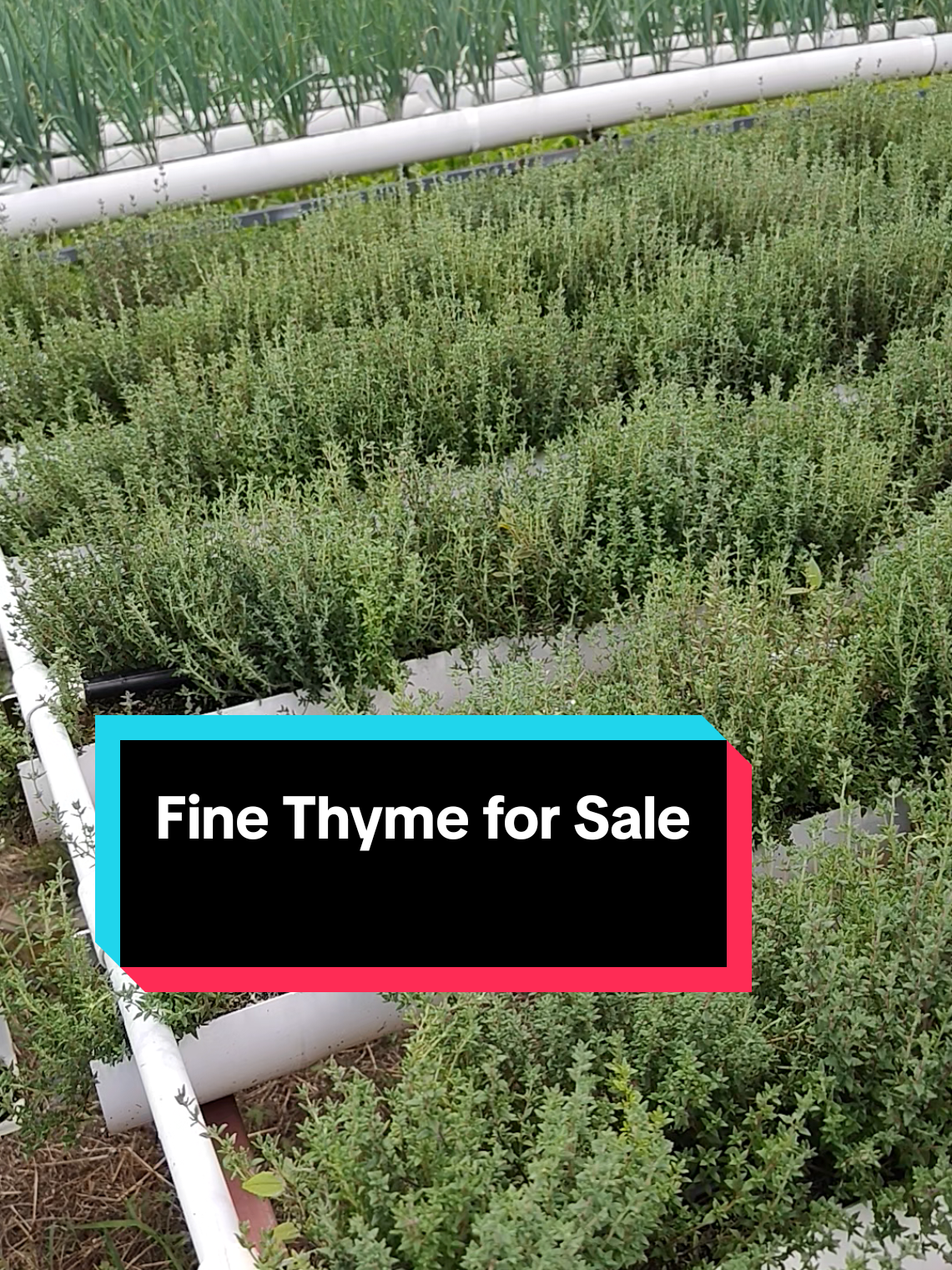@Trini Farmer Chris 469 7467