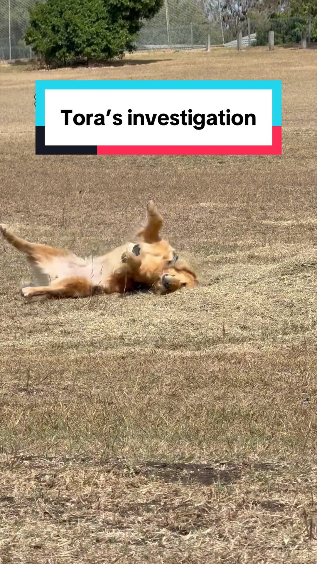 @3goldenretriever