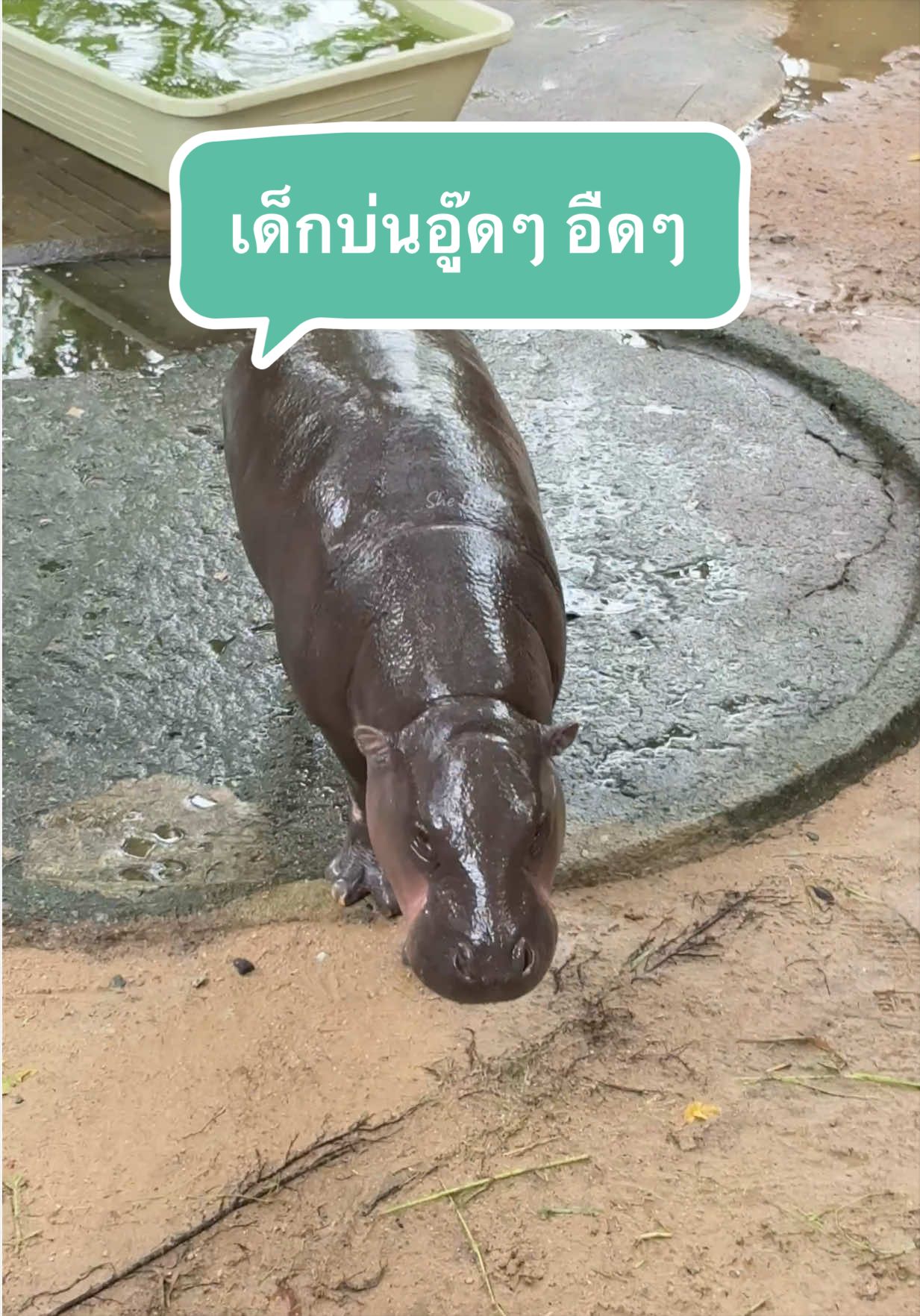 @She Deng