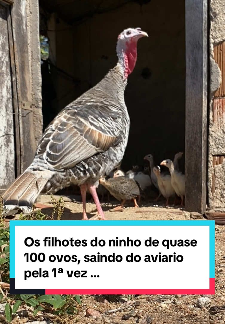 @Fernando Luiz
