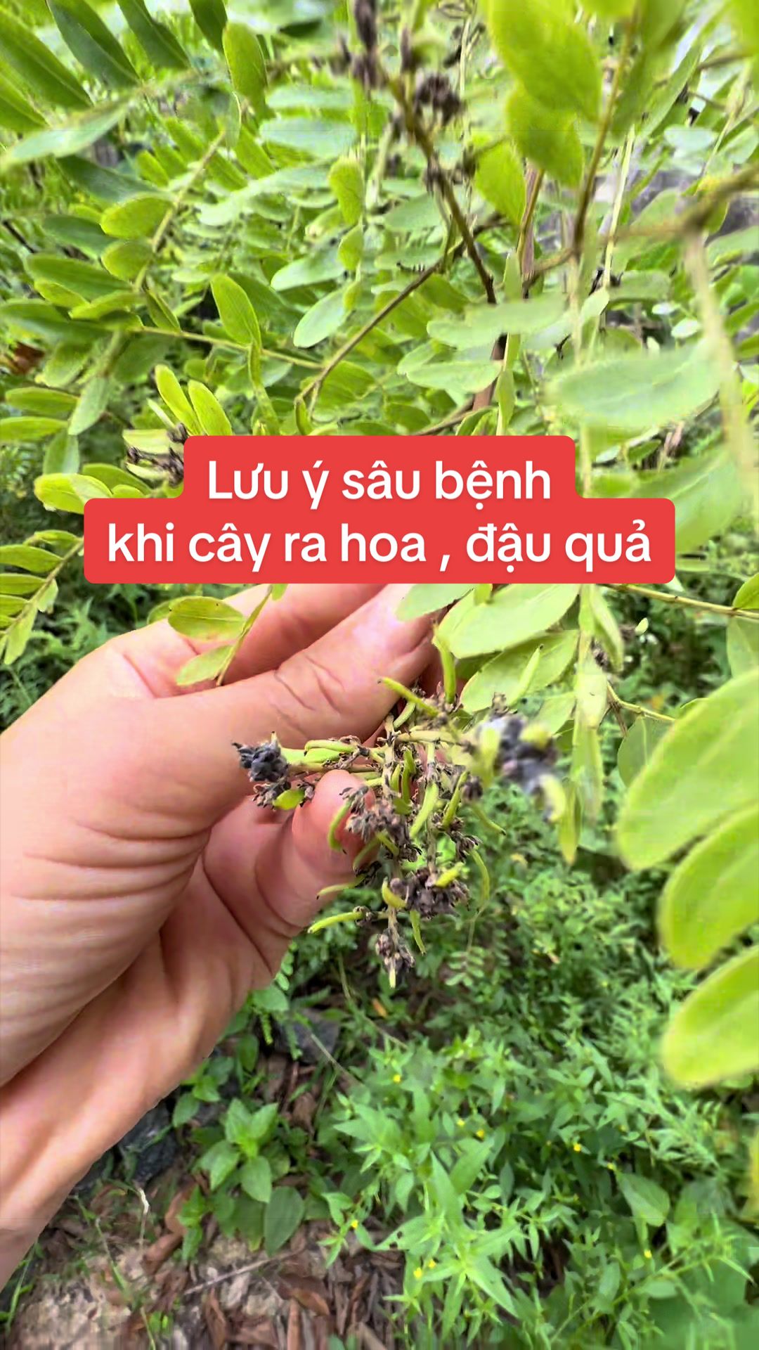 @Nhà Vườn Vũ Mai