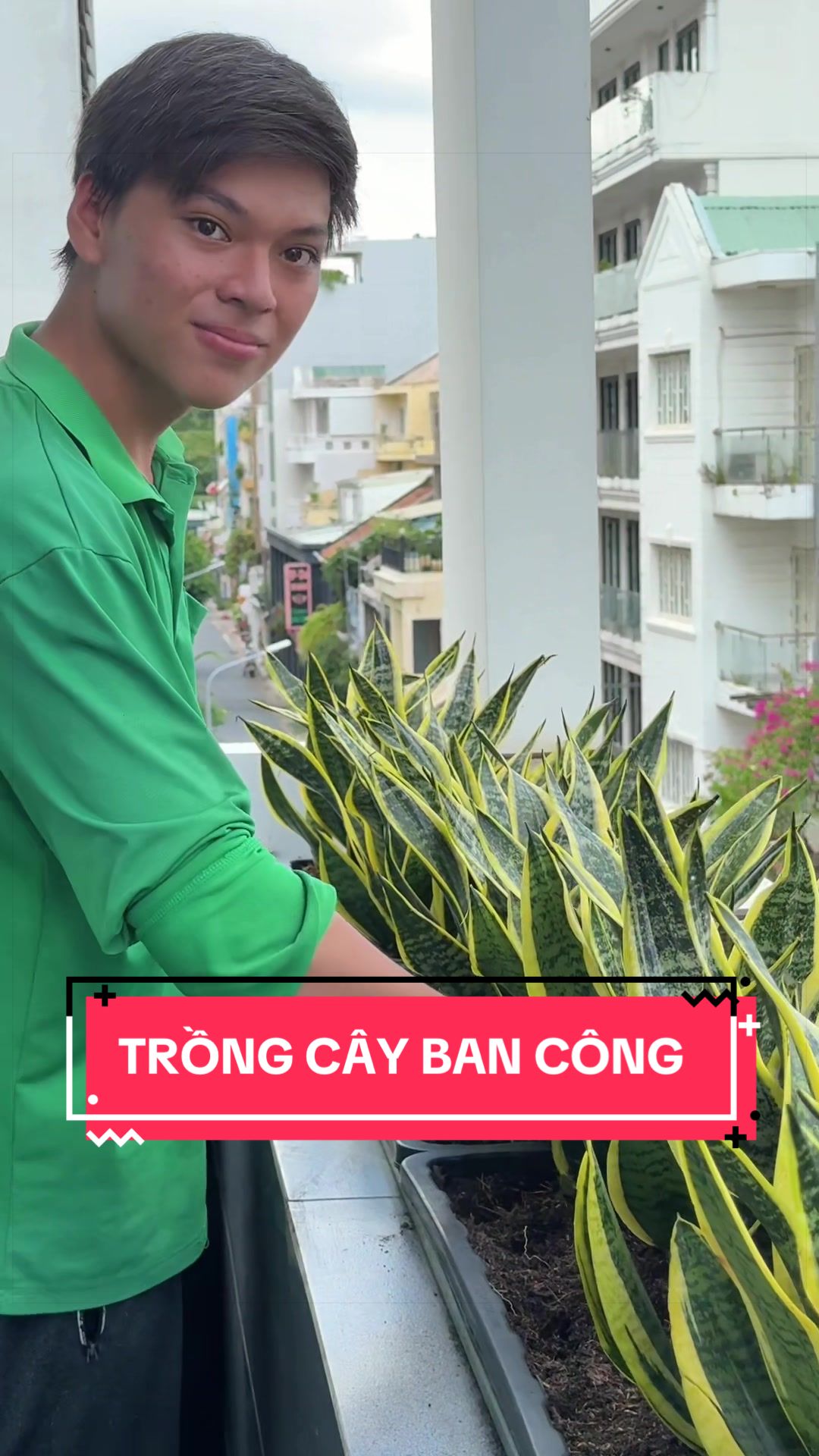 @Cây Xanh Phong Hồng