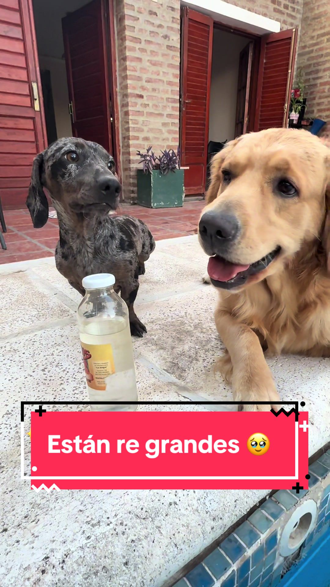 @🐶CharoyCoco🐼