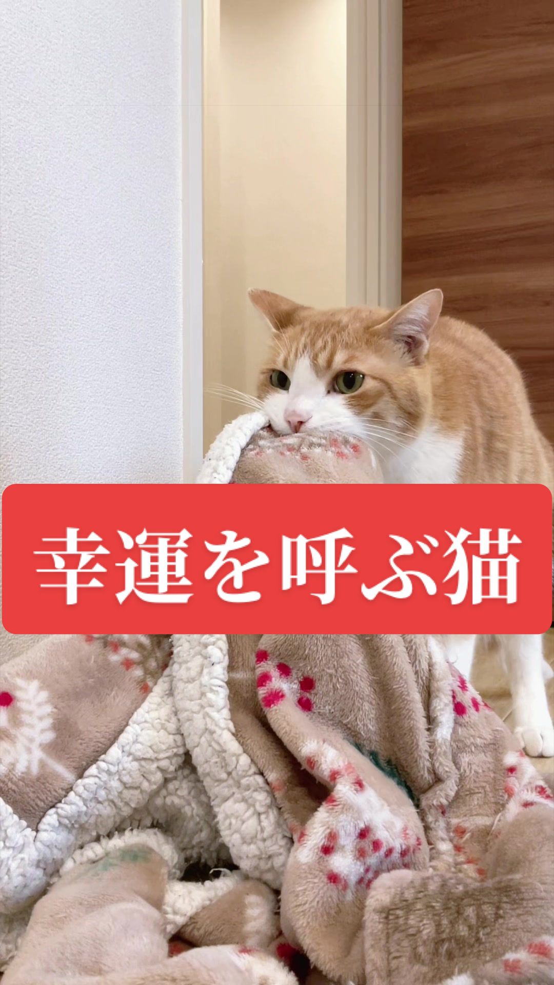 @みーこchannel
