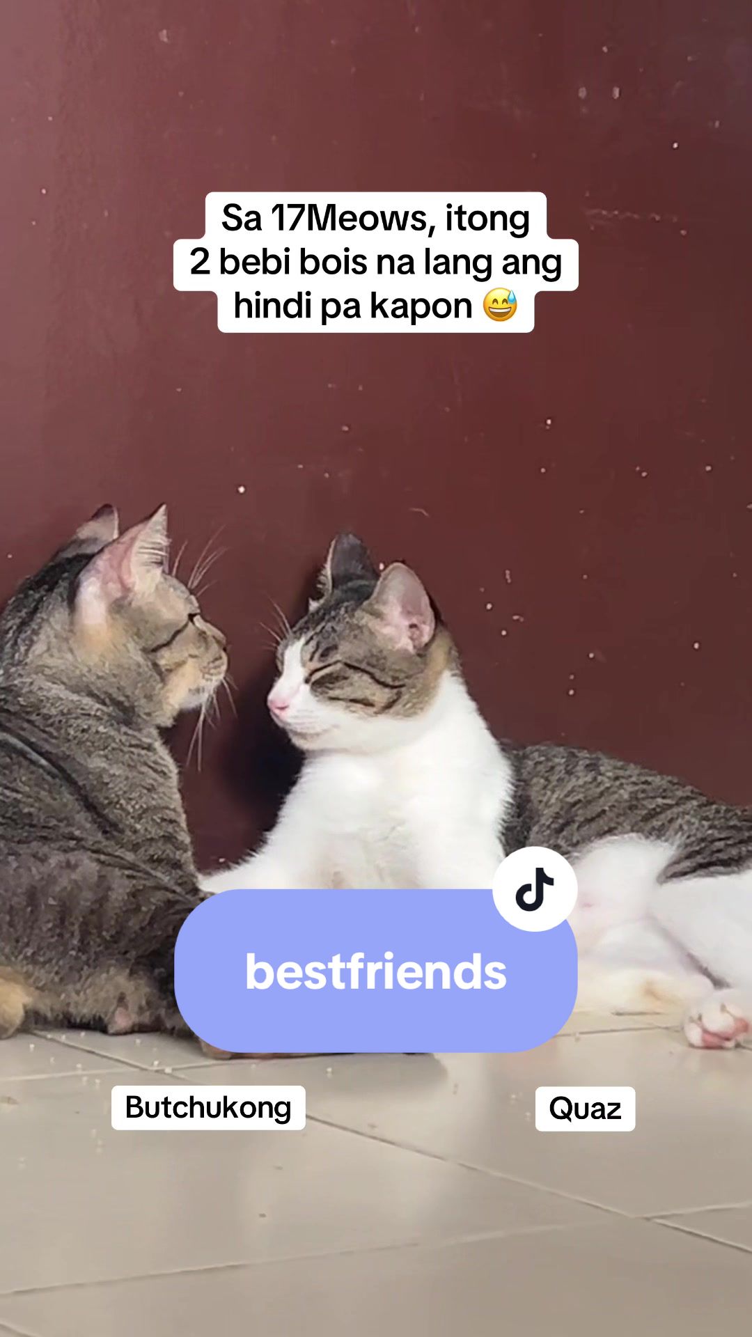@17meows