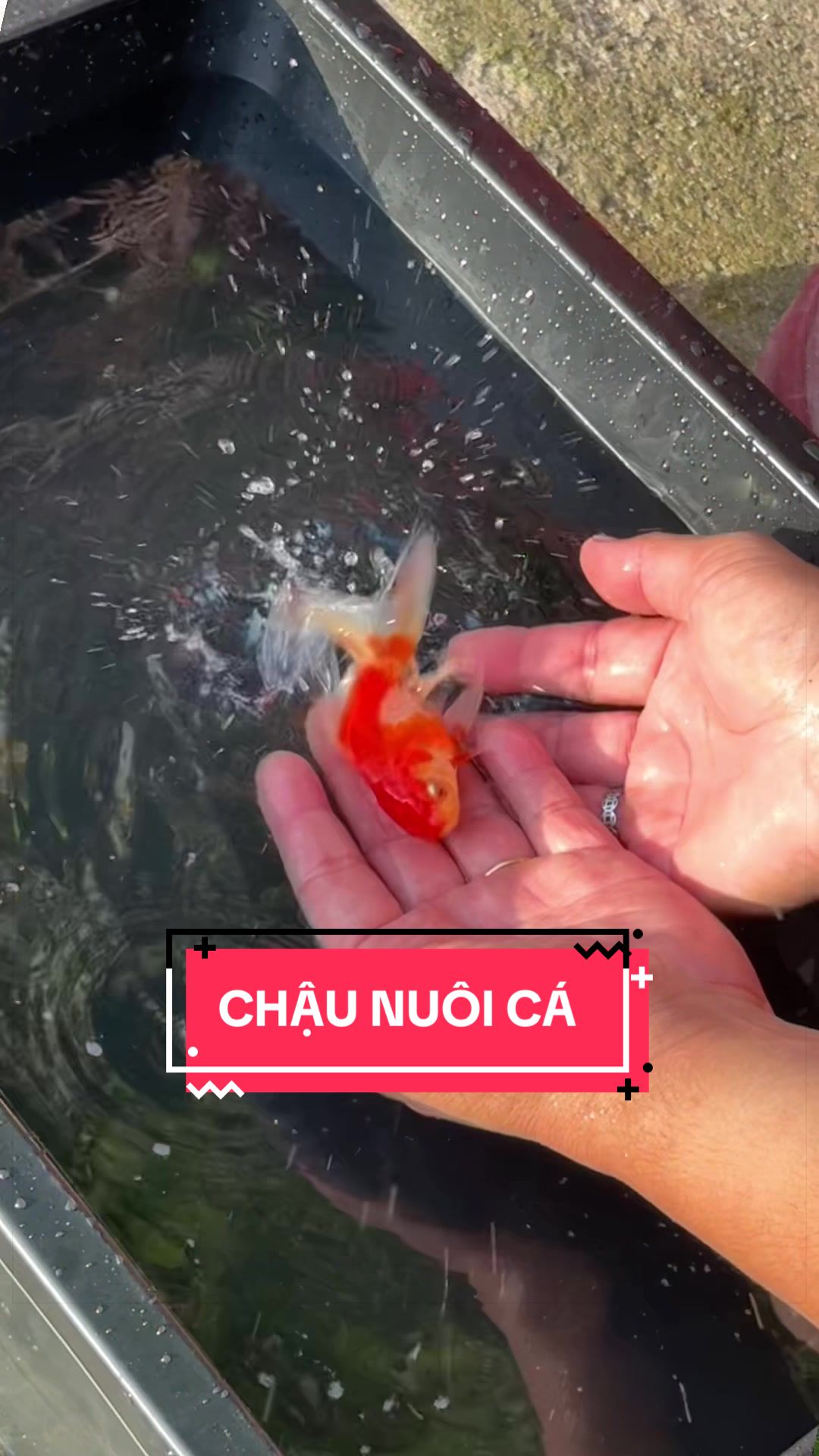 @Cây Xanh Phong Hồng